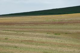 Grasslands North Dakota 5