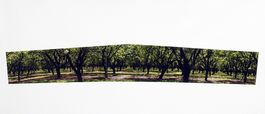 51� x 23� / $800
