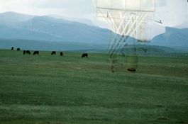 Grain Elevator and Cows